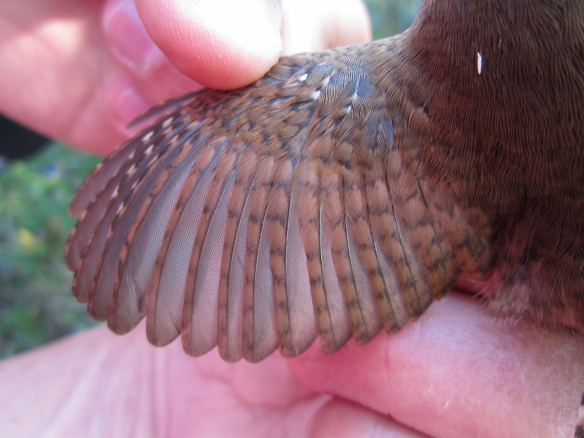 Winter Wren, Sundre 20120829